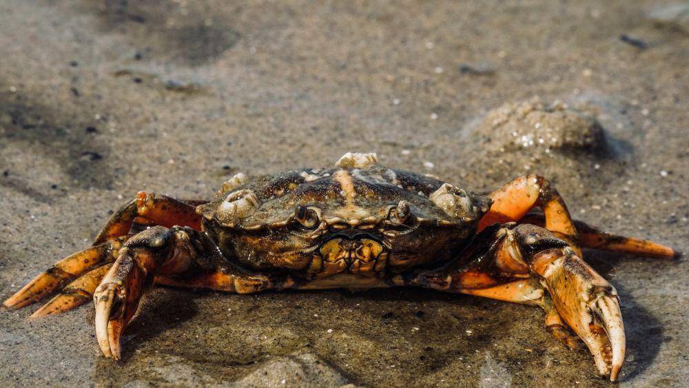 Kepiting dungeness (pexels.com/Susanne Jutzeler, suju-foto)