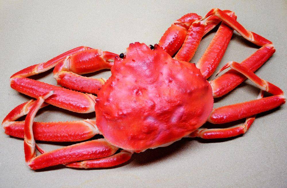 Kepiting opilio (pixabay.com/PublicDomainPictures)