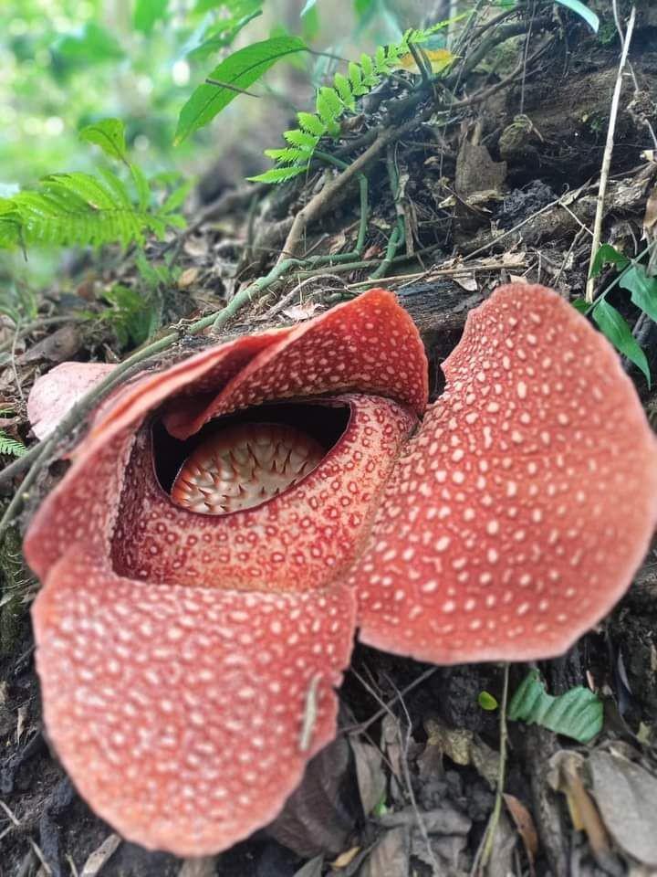 Rafflesia Arnoldi Tumbuh Mekar di Kebun Milik Warga