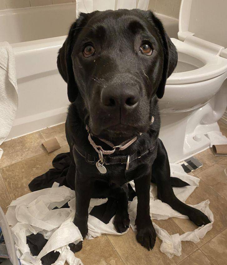 potret ekspresi kocak hewan peliharaan saat kepergok (reddit.com/r/labrador)