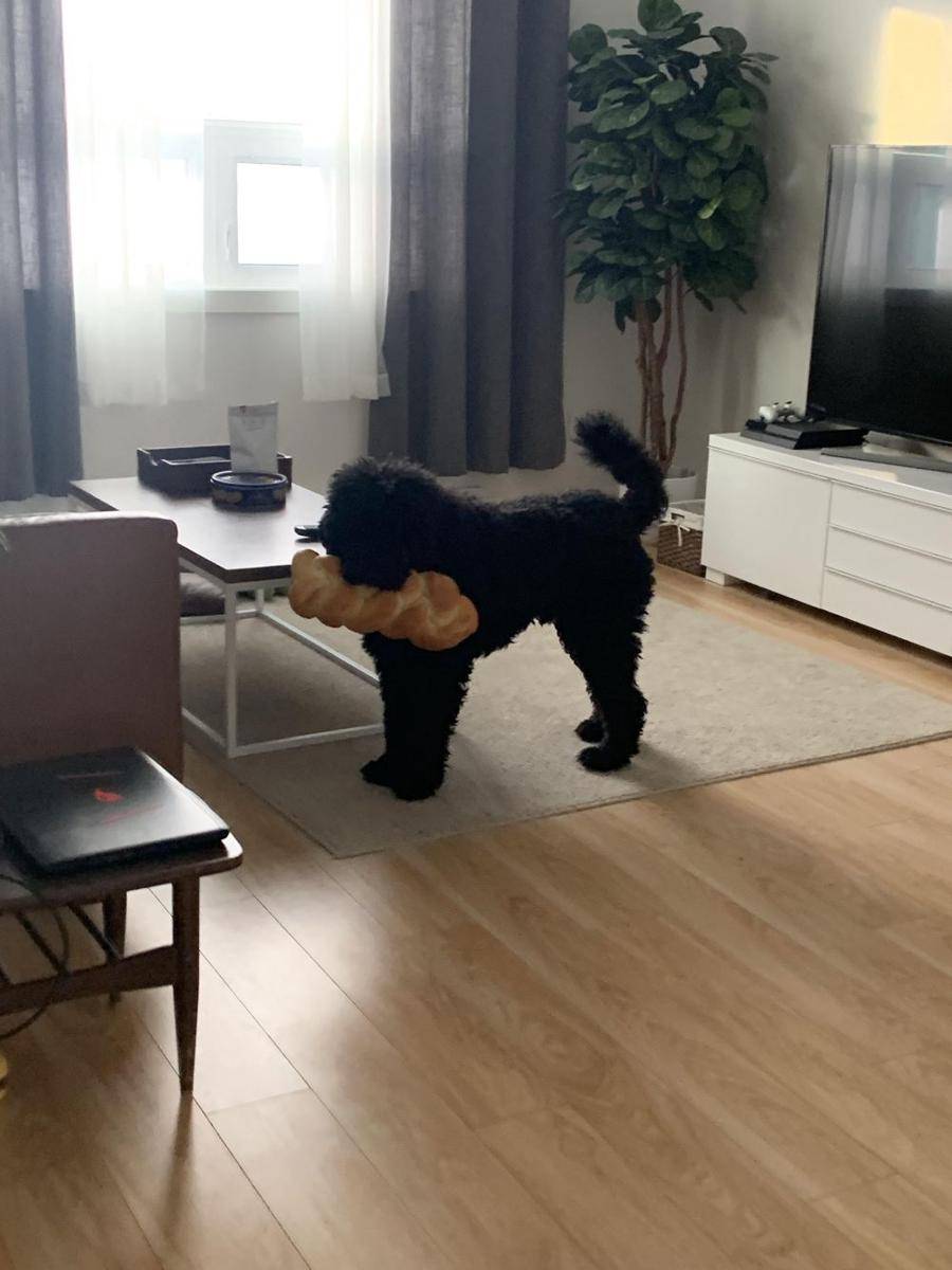 potret ekspresi kocak hewan peliharaan saat kepergok (reddit.com/user/MickFoley13)