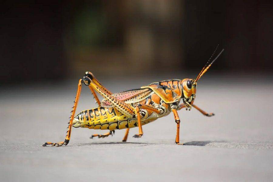 ilustrasi belalang (pexels.com/Pixabay)