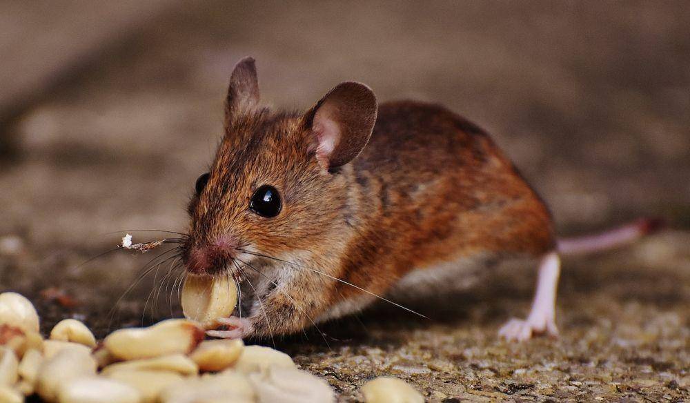 ilustrasi tikus (pexels.com/Pixabay)
