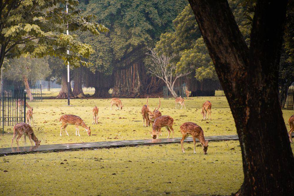 ilustrasi Kebun Raya di Bogor (unsplash.com/Rafael Atanty)