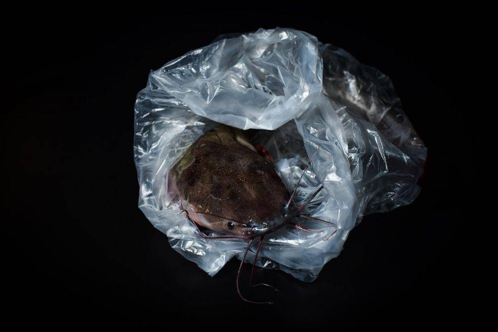 ilustrasi ikan lele (pexels.com/Orsys _tography)