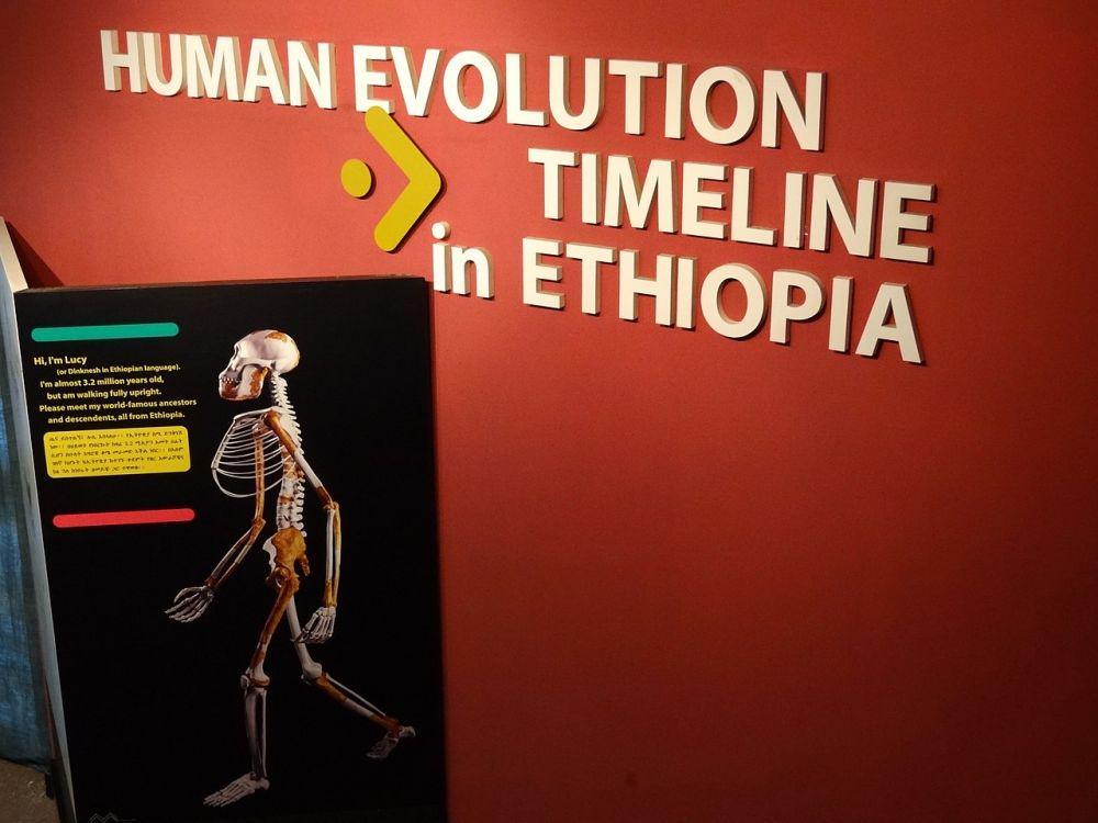 5 Tahap Evolusi Manusia sejak Zaman Purba sampai Saat Ini