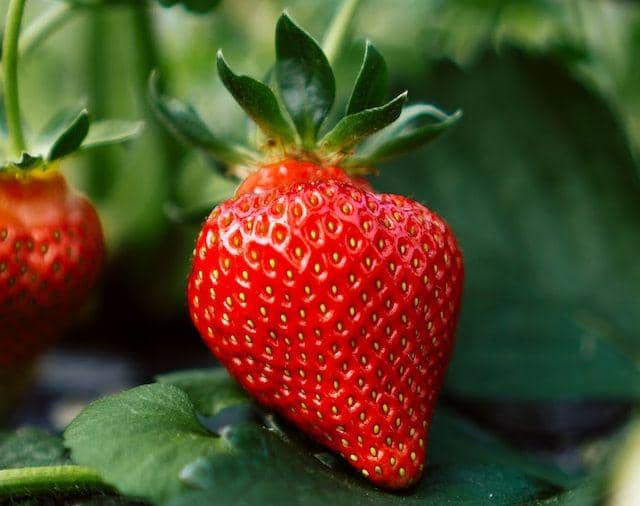 5 Buah yang Disukai oleh Ginjal, Ada Favorit Kamu Gak?