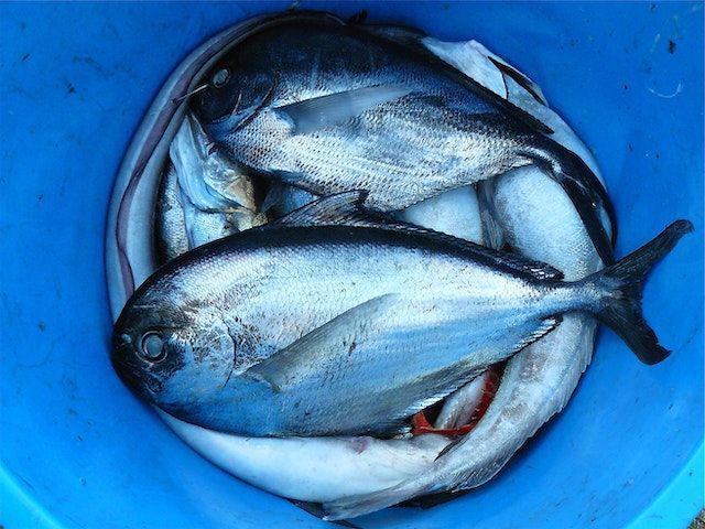 ilustrasi membersihkan ikan (pexels.com/Pixabay)