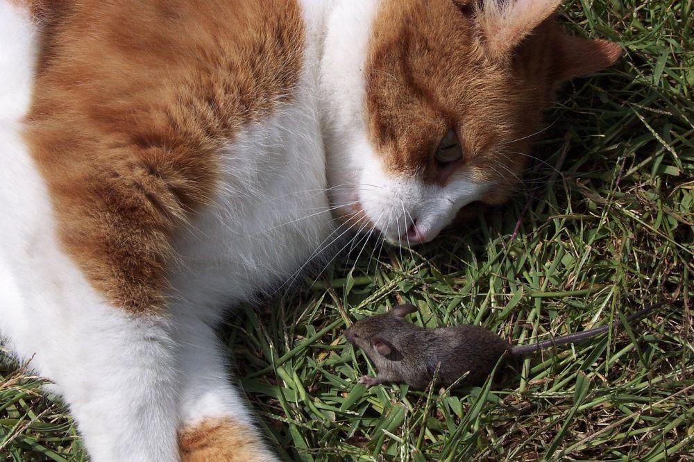7 Cara Menghentikan Kebiasaan Kucing Membawa Hewan Mati ke Rumah