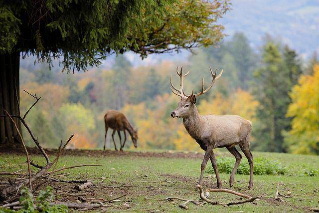 ilustrasi rusa (pixabay.com/DerWeg)