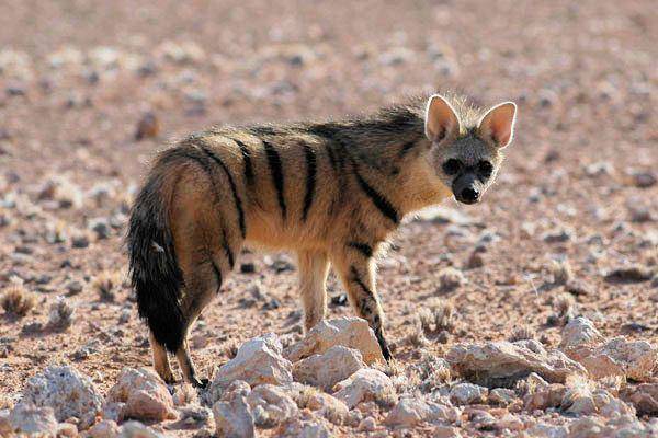 seekor aardwolf di Namibia (commons.wikimedia.org/Dkaeuferle)