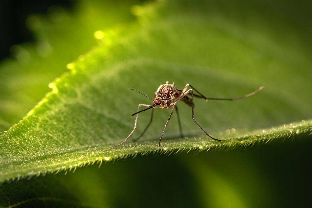 ilustrasi nyamuk yang menyebabkan malaria (unsplash.com/Erik Karits)