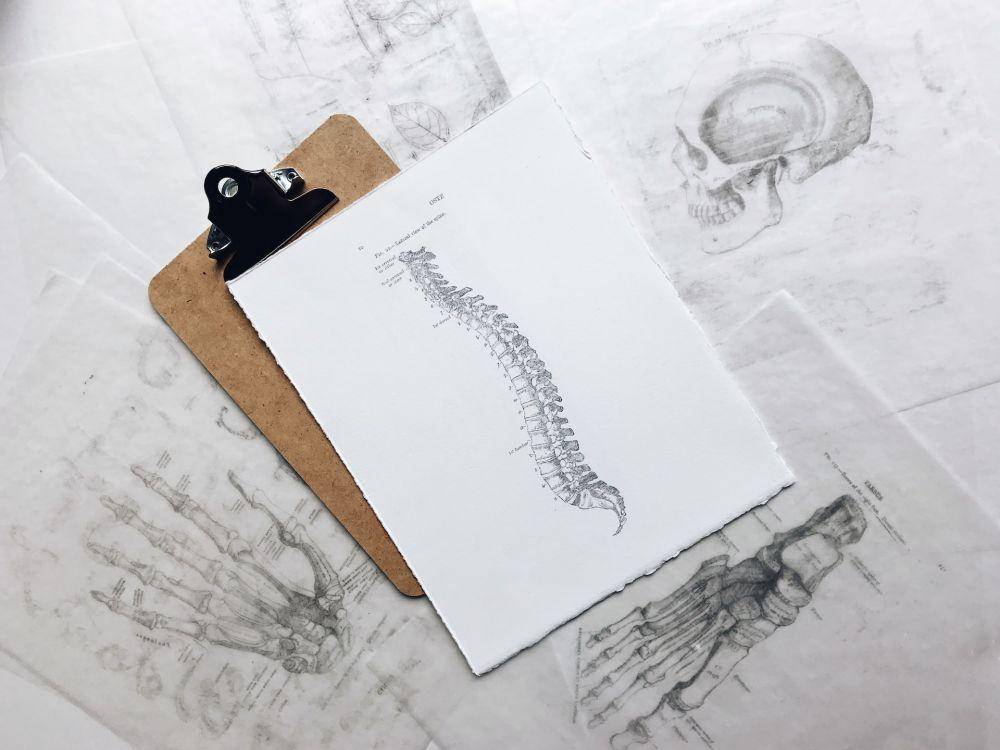 ilustrasi model tulang pada manusia (unsplash.com/Joyce McCown)