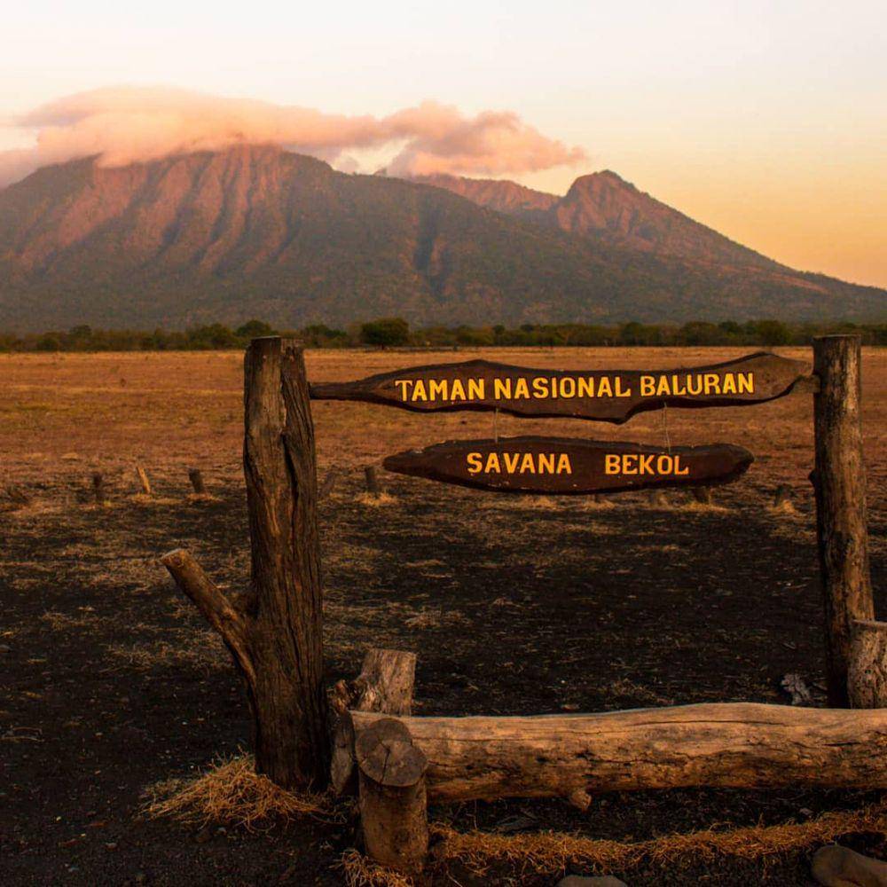 Savana Bekol Taman Nasional Baluran (instagram.com/savanabekol)