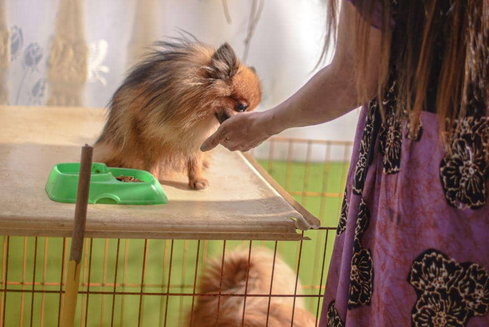 Di rumahnya, Geby memelihara kucing dan anjing untuk menemani hari-harinya saat tidak berkuliah/Iqbal Lubis