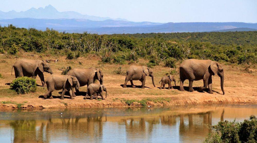 ilustrasi Afrika (Pexels.com/Pixabay)