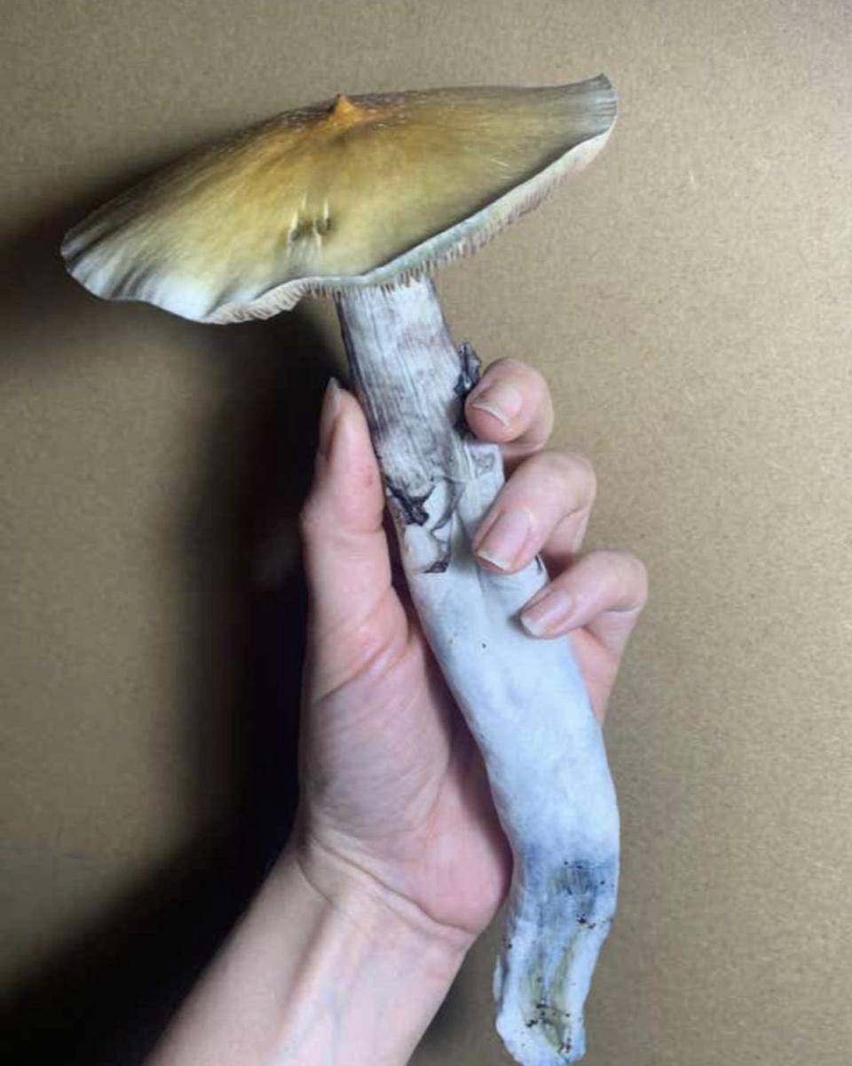 potret lucu jamur tumbuh gak wajar (reddit.com/CTotWE)