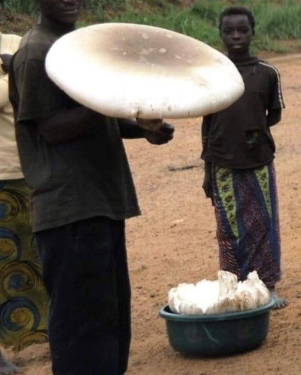 potret lucu jamur tumbuh gak wajar (reddit.com/wheezilyHonk35)