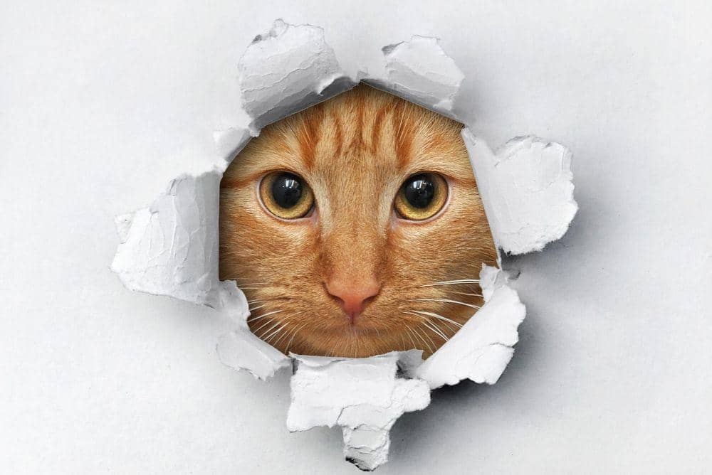 Sains Ungkap Cara Kucing Masuk Celah Sempit, Mereka Benda Cair?