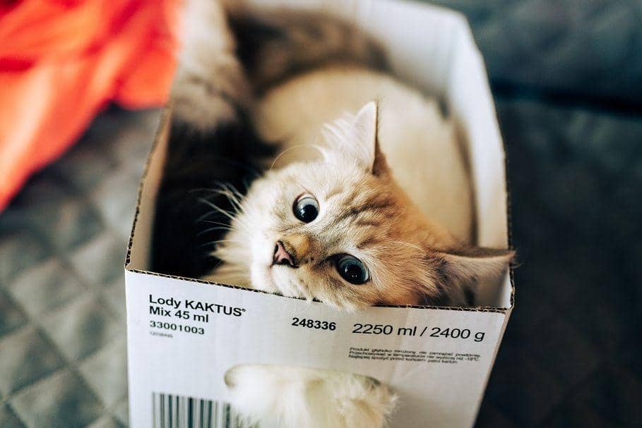 kucing di dalam kotak kardus (unsplash.com/szamanm)