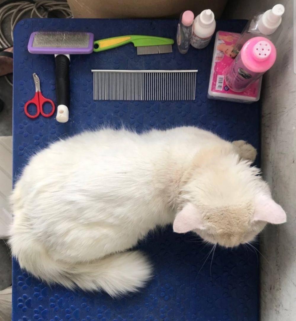 My Hobby Petshop (instagram.com/myhobbypet)