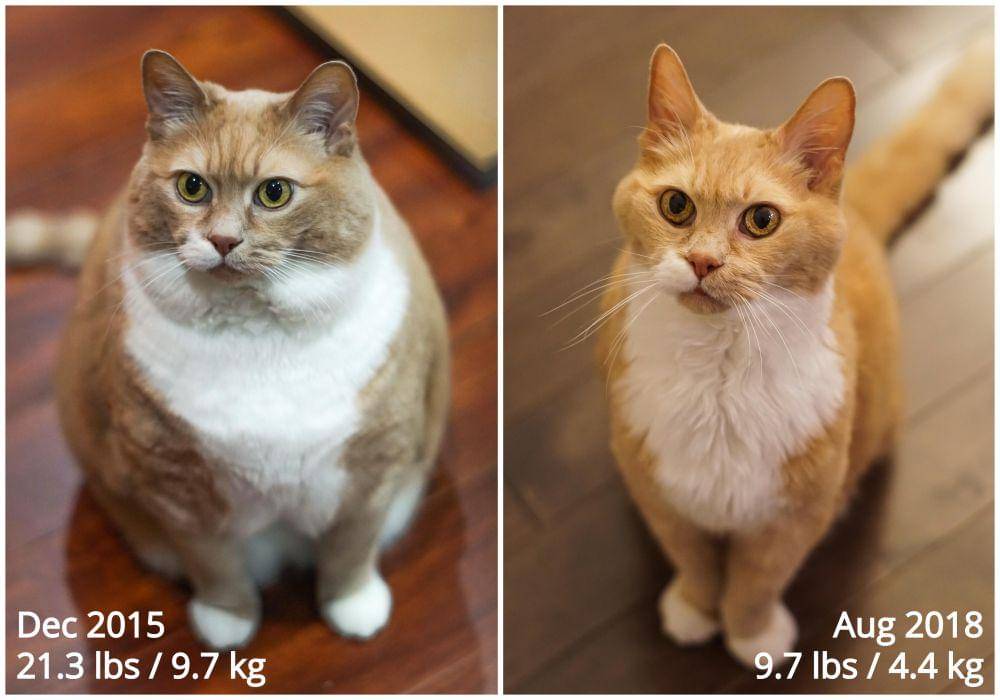potret hewan berhasil diet (reddit.com/user/mavagam99)