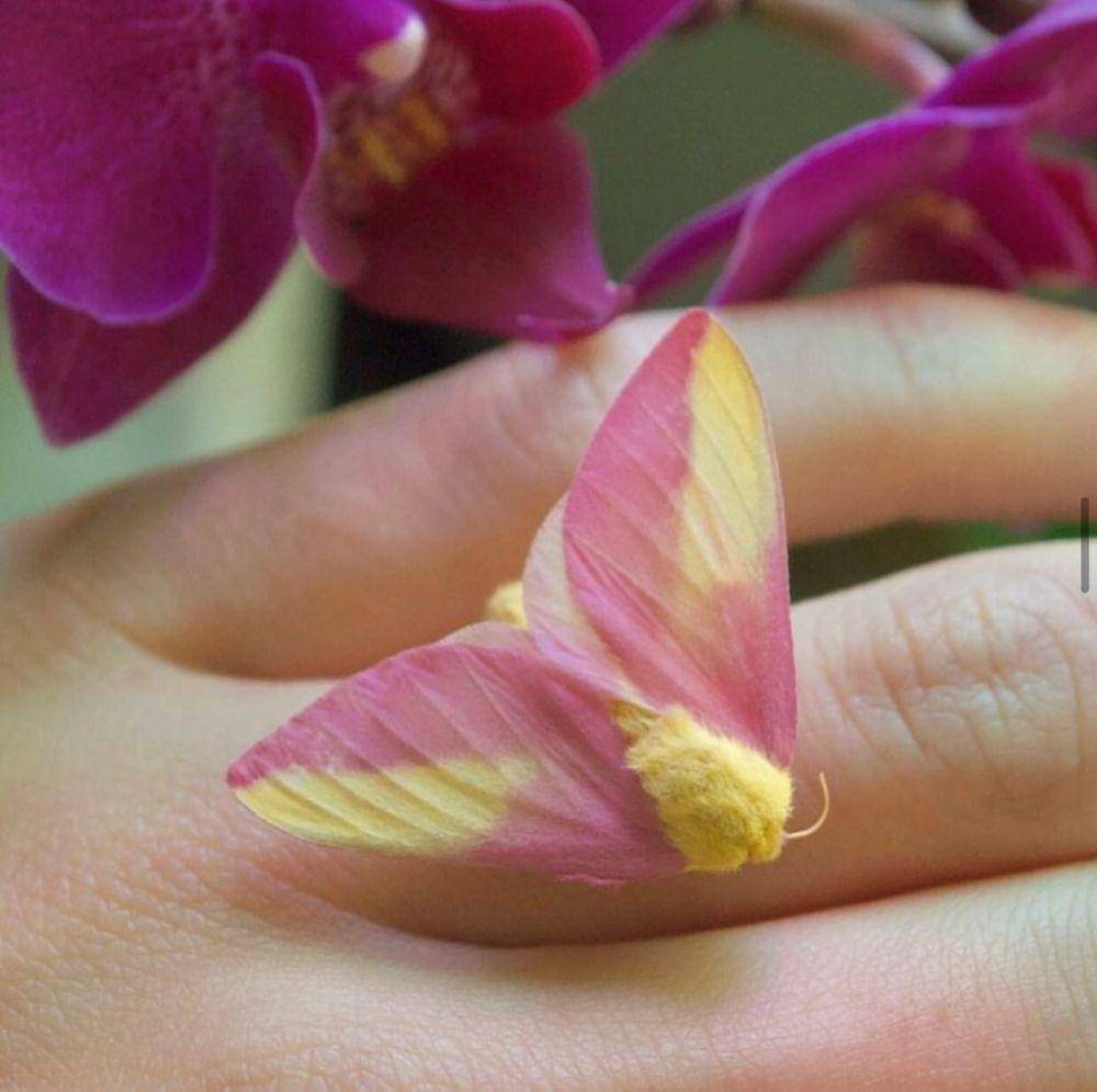 ilustrasi rosy maple moth (instagram.com/butterflybabegallery)