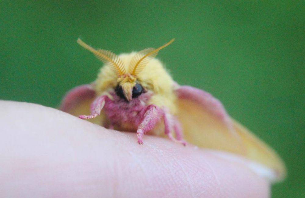 ilustrasi rosy maple moth (instagram.com/crawlybois)