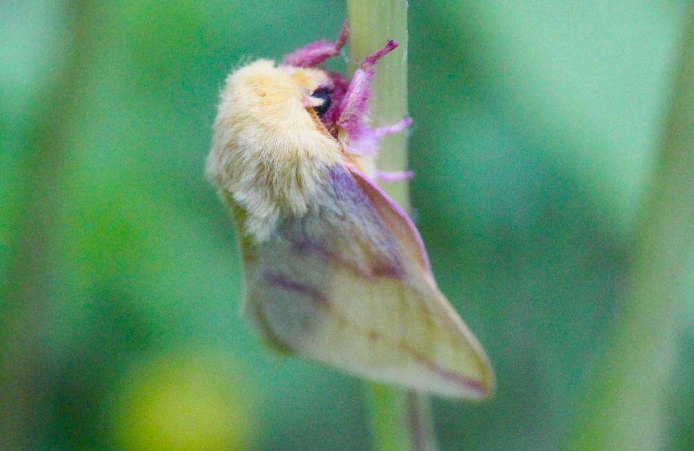 ilustrasi rosy maple moth (instagram.com/crawlybois)