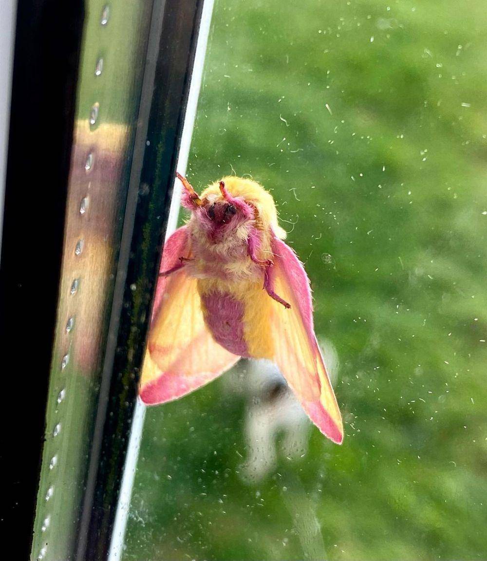 ilustrasi rosy maple moth (instagram.com/dawn_fraughton)