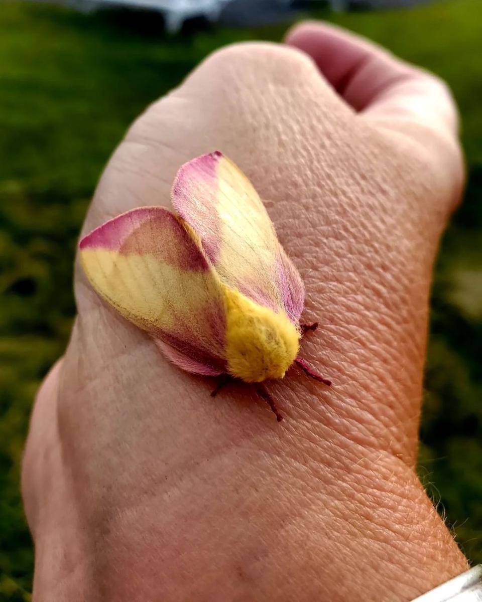 ilustrasi rosy maple moth (instagram.com/turtlestonedesigner)