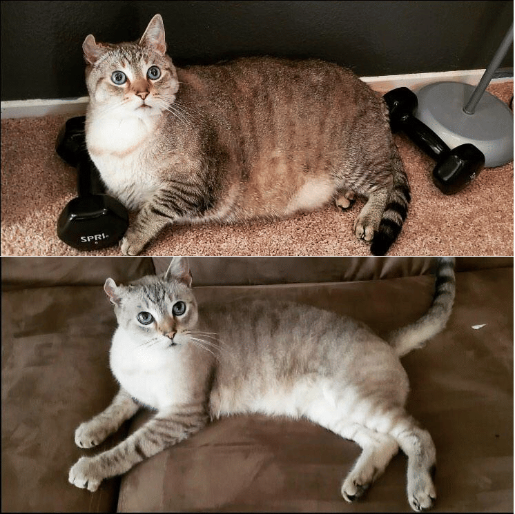 potret hewan berhasil diet (reddit.com/user/shittymorph)