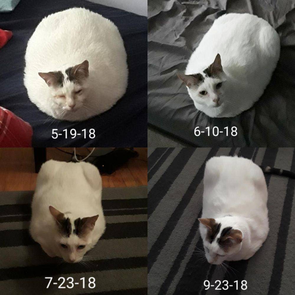 potret hewan berhasil diet (reddit.com/user/Darbypark)