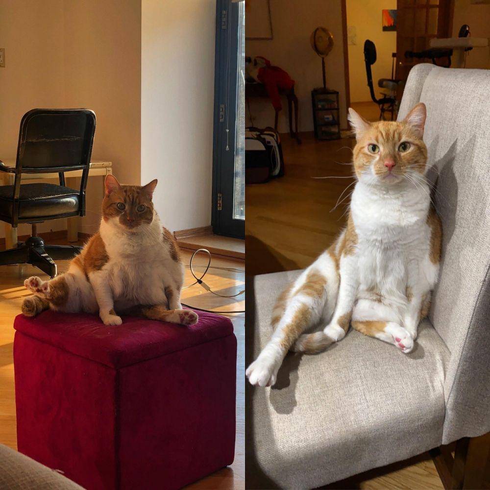 potret hewan berhasil diet (reddit.com/user/oythisisridiculous)