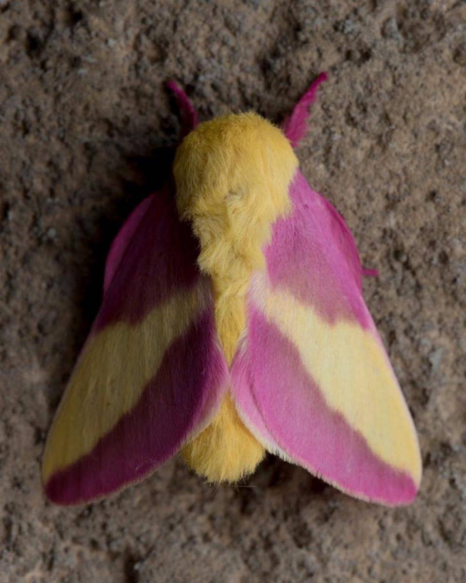 ilustrasi rosy maple moth (instagram.com/platydracus)