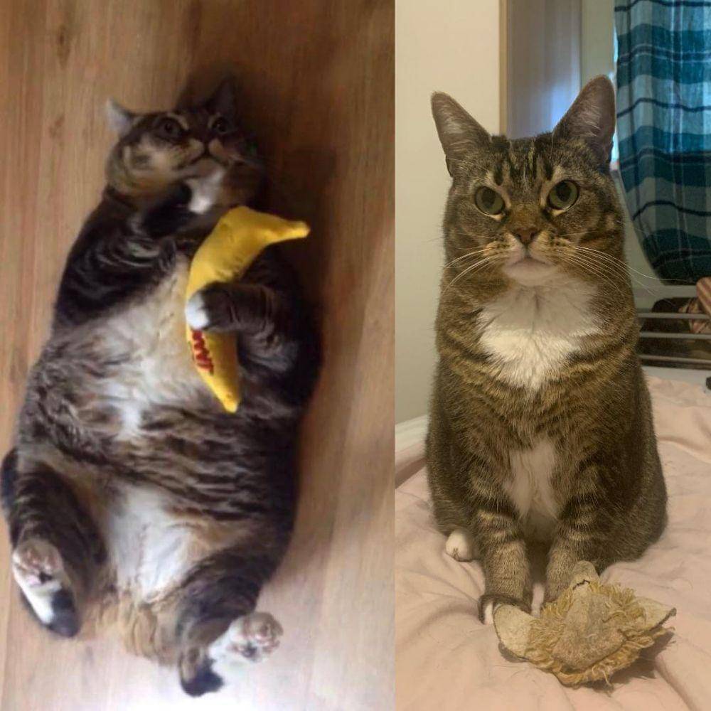 potret hewan berhasil diet (reddit.com/user/sitonmy****)