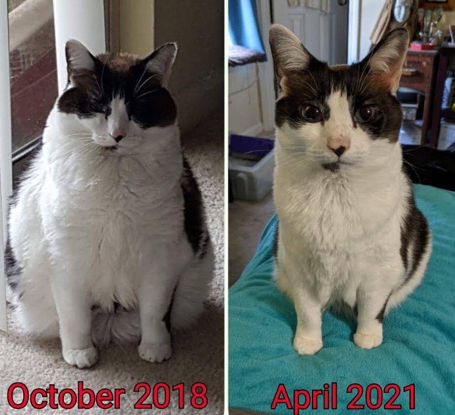 potret hewan berhasil diet (reddit.com/user/Kitty4Snugglez)