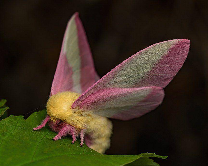 ilustrasi rosy maple moth (instagram.com/ jeremy.nature.photos)