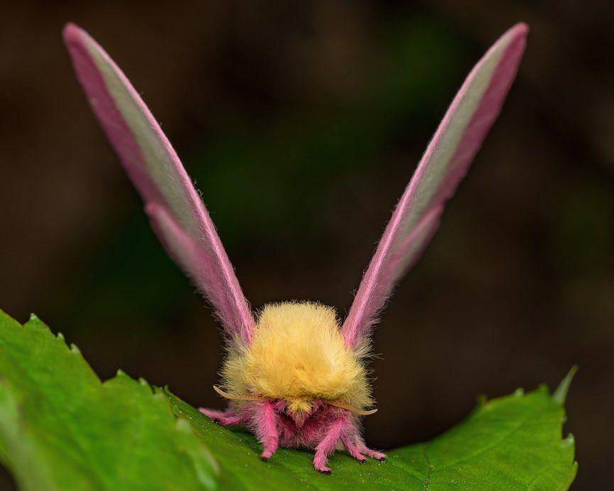 ilustrasi rosy maple moth (instagram.com/ jeremy.nature.photos)