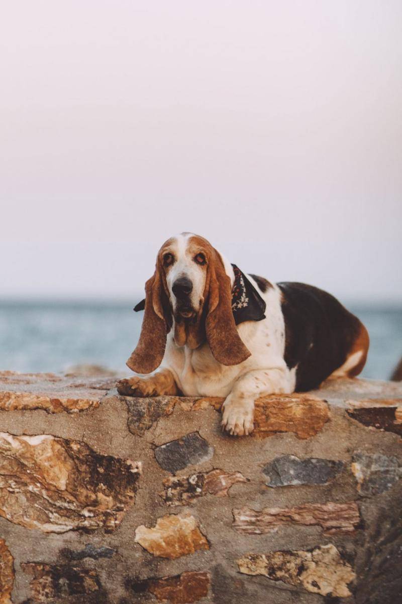 ilustrasi anjing basset hound (unsplash.com/Apostolos Vamvouras)