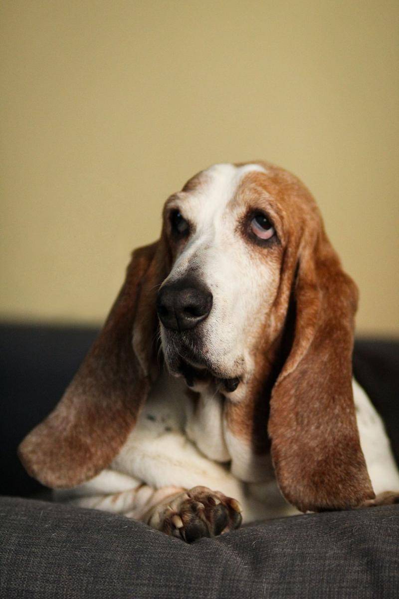 ilustrasi anjing basset hound (unsplash.com/Apostolos Vamvouras)