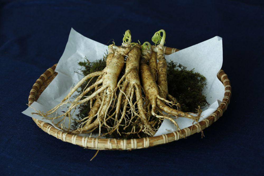 ilustrasi akar ginseng (pixabay.com/Whaltns17)