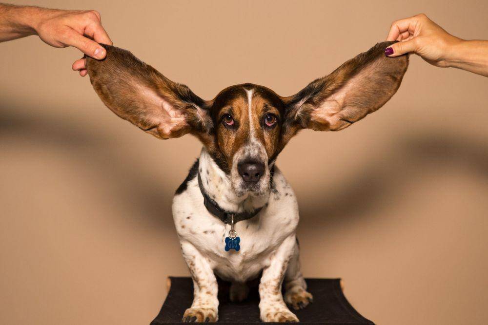 ilustrasi anjing basset hound (unsplash.com/Kyle Smith)