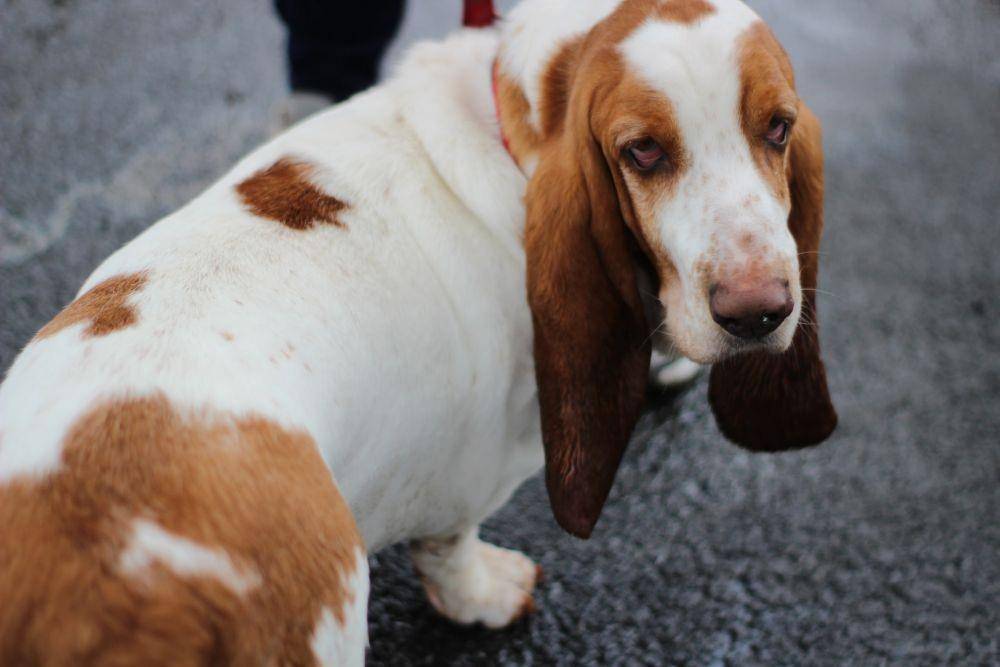 ilustrasi anjing basset hound (unsplash.com/Lauren McConachie)