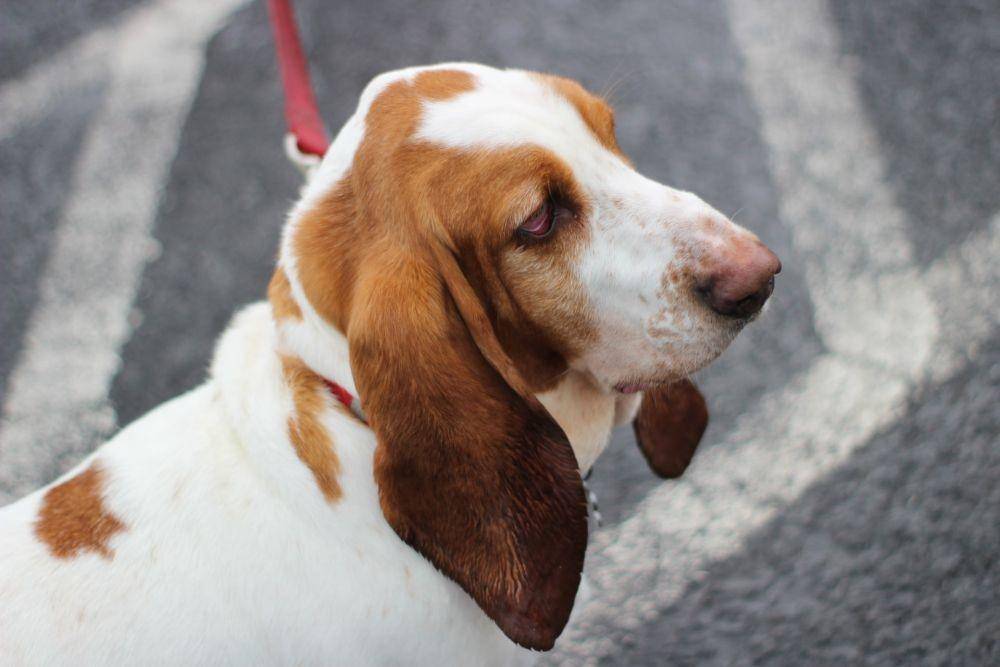 ilustrasi anjing basset hound (unsplash.com/Lauren McConachie)