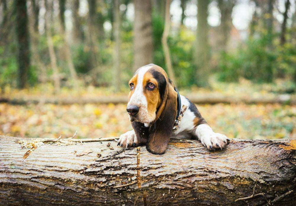 ilustrasi anjing basset hound (unsplash.com/Melissa Keizer)