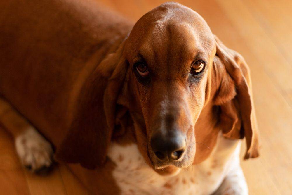 ilustrasi anjing basset hound (unsplash.com/Mike)