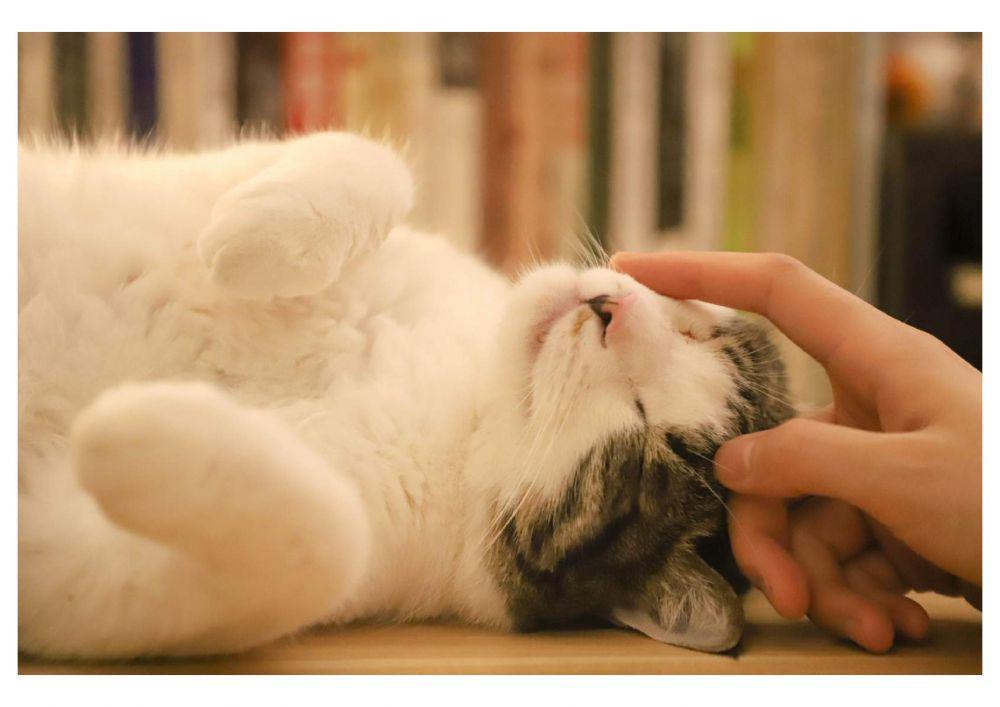 Apakah Kucing Penyebab Mandul? Mitos atau Fakta, ya?