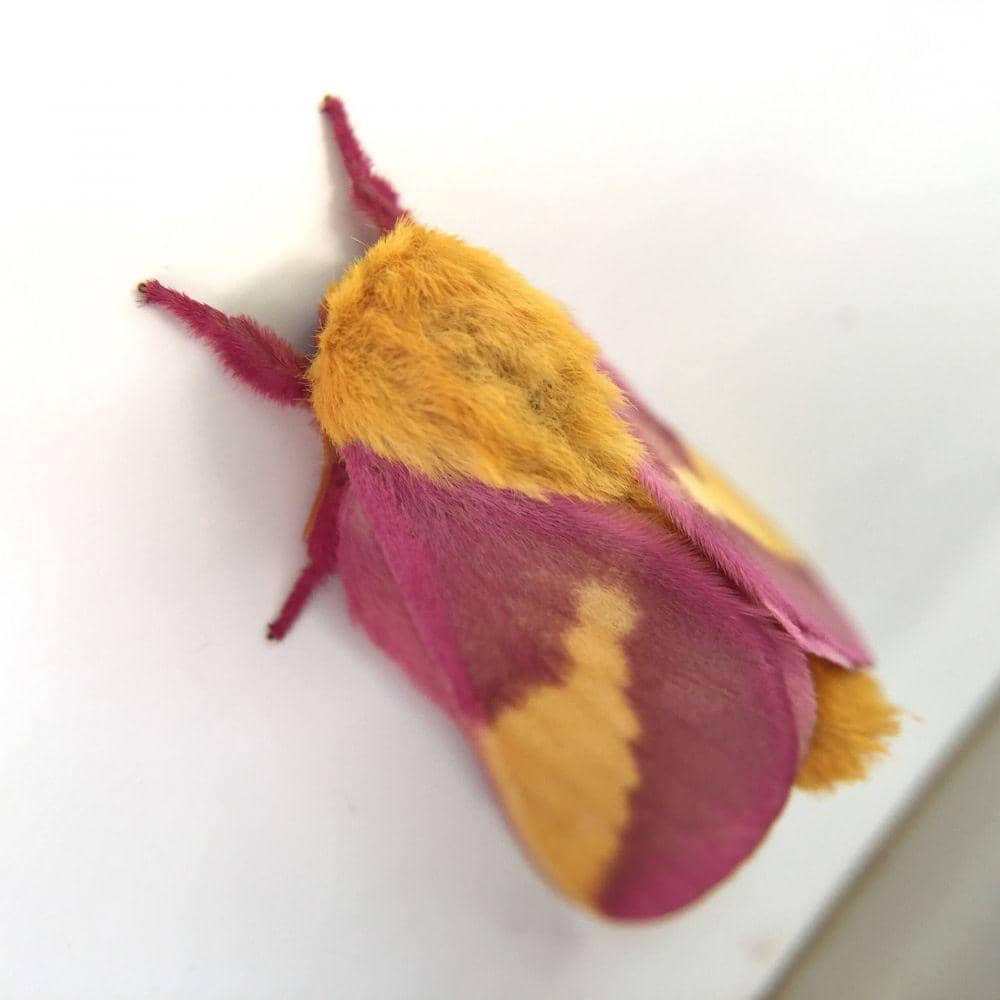 Moth G 9 Fakta Rosy Maple Moth, Ngengat Cantik Berwarna Ngejreng | IDN Times