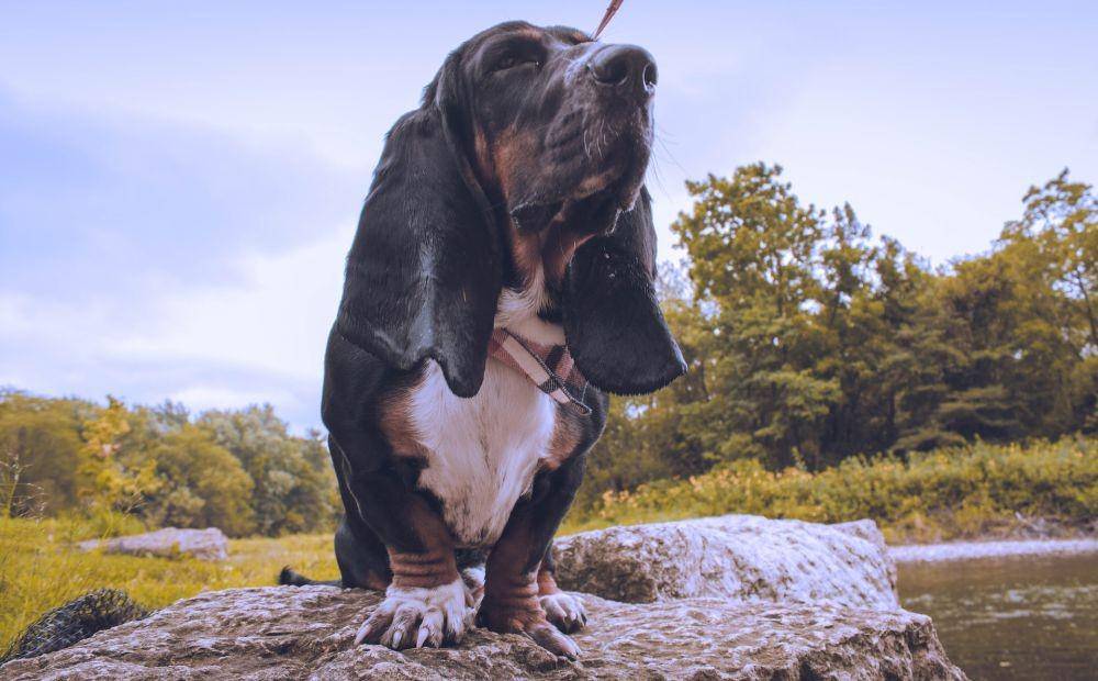 ilustrasi anjing basset hound (unsplash.com/Tania Medina)